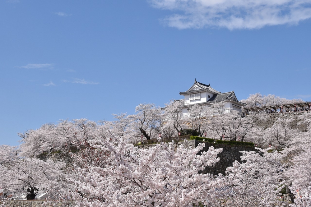 最強の城、最高の桜。2024津山さくらまつり開幕