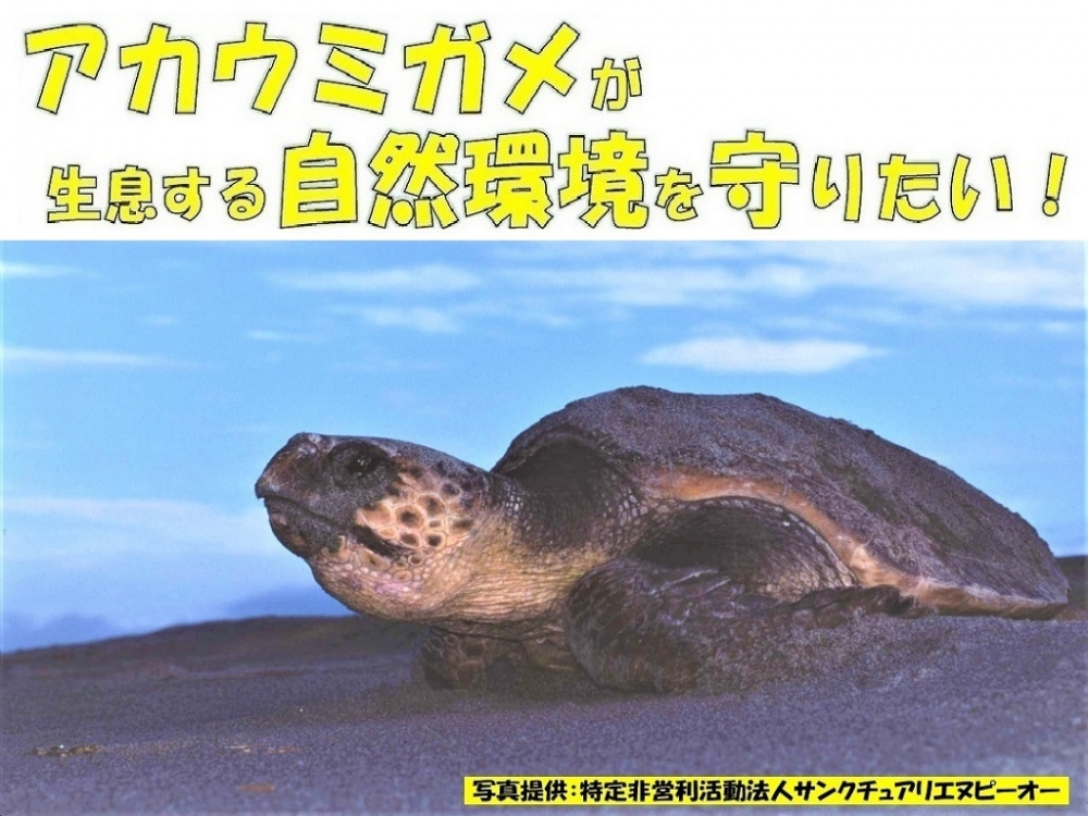 アカウミガメの卵を守る新しい保護柵をつくるためのクラウドファンディングを実...